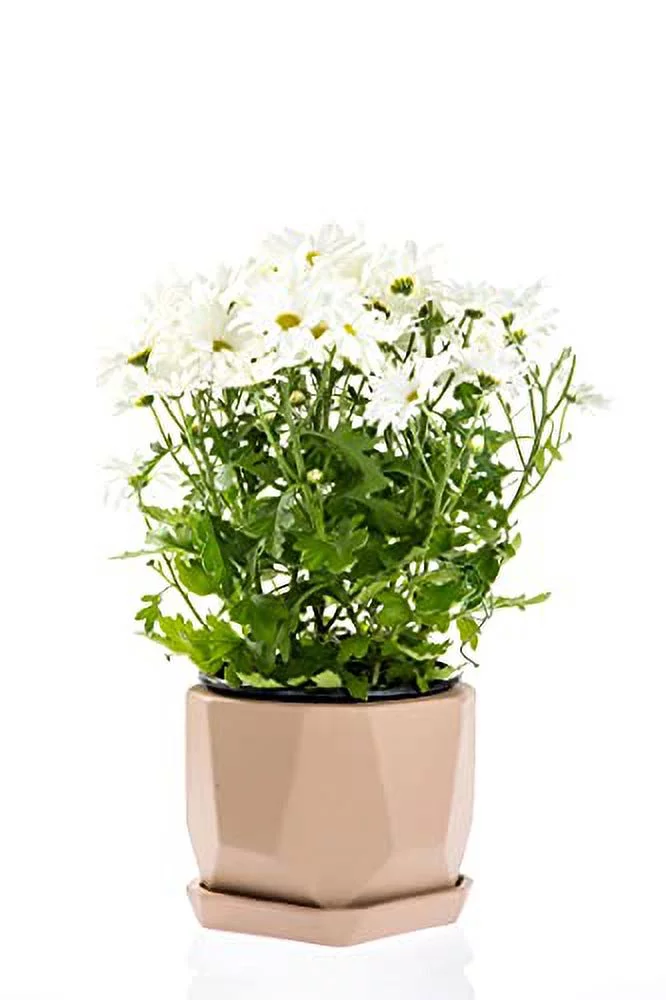 Polygon Ceramic Pots for Plant (7