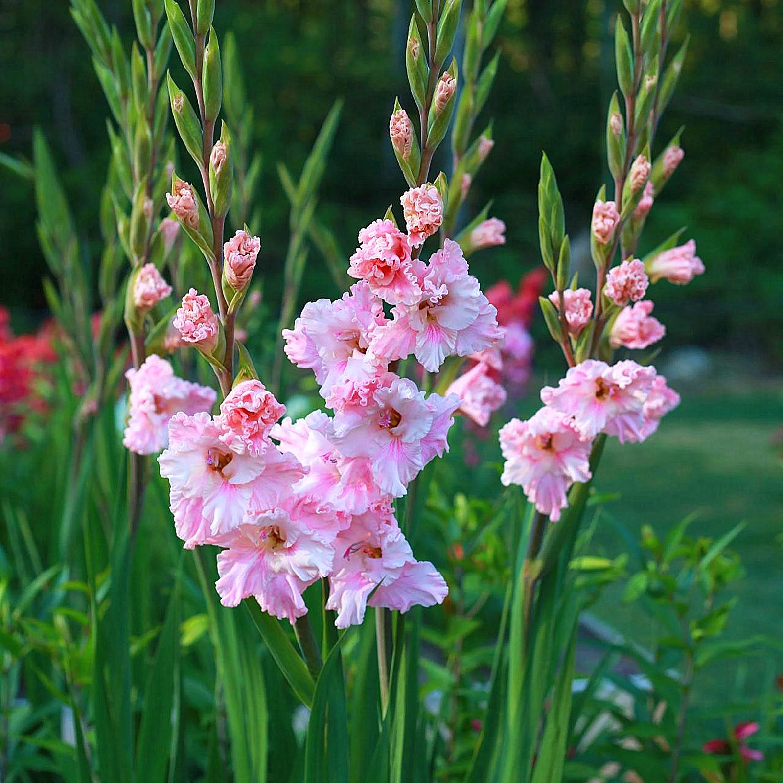 Gladiolus Bulbs, Rainbow Colors, Four-Season Planting, Gardening Enthusiasts, Gladiolus, Many Flowers,Gladiolus Plant，Gladiolus Bulbs For Sale