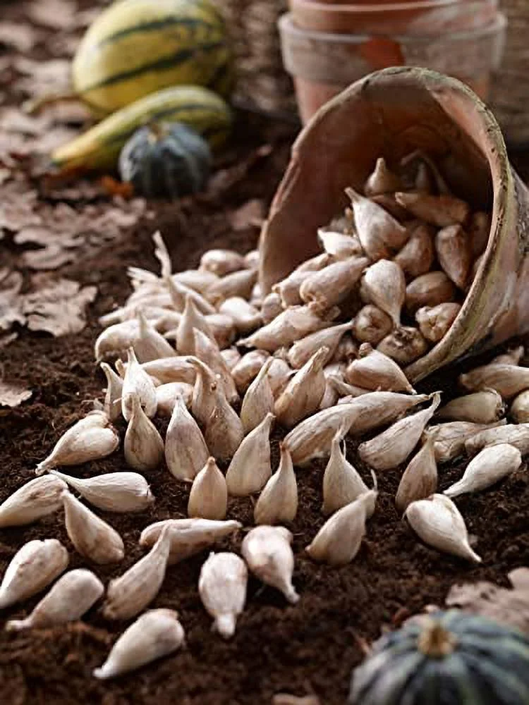 Grand Freesia & Ranunculus Flower Bulbs - Set of 22 Ranunculus & Freesia Flower Bulb Mix