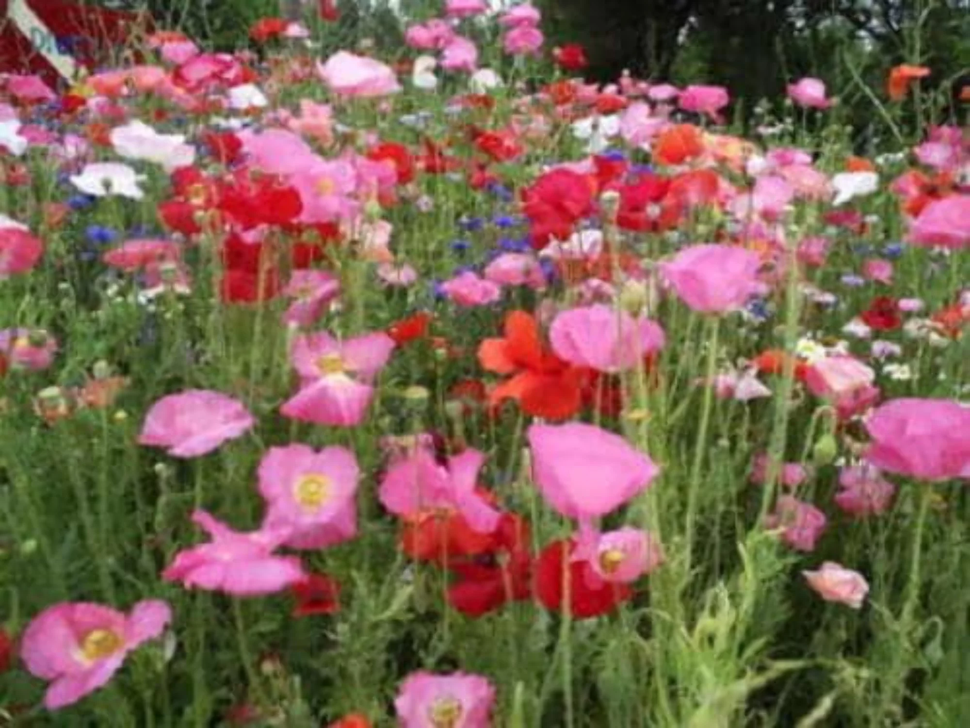 2000 Seeds MIXED Colors SHIRLEY POPPY ( aka Corn / Field / Flanders ) Papaver Rhoeas Flower Seeds