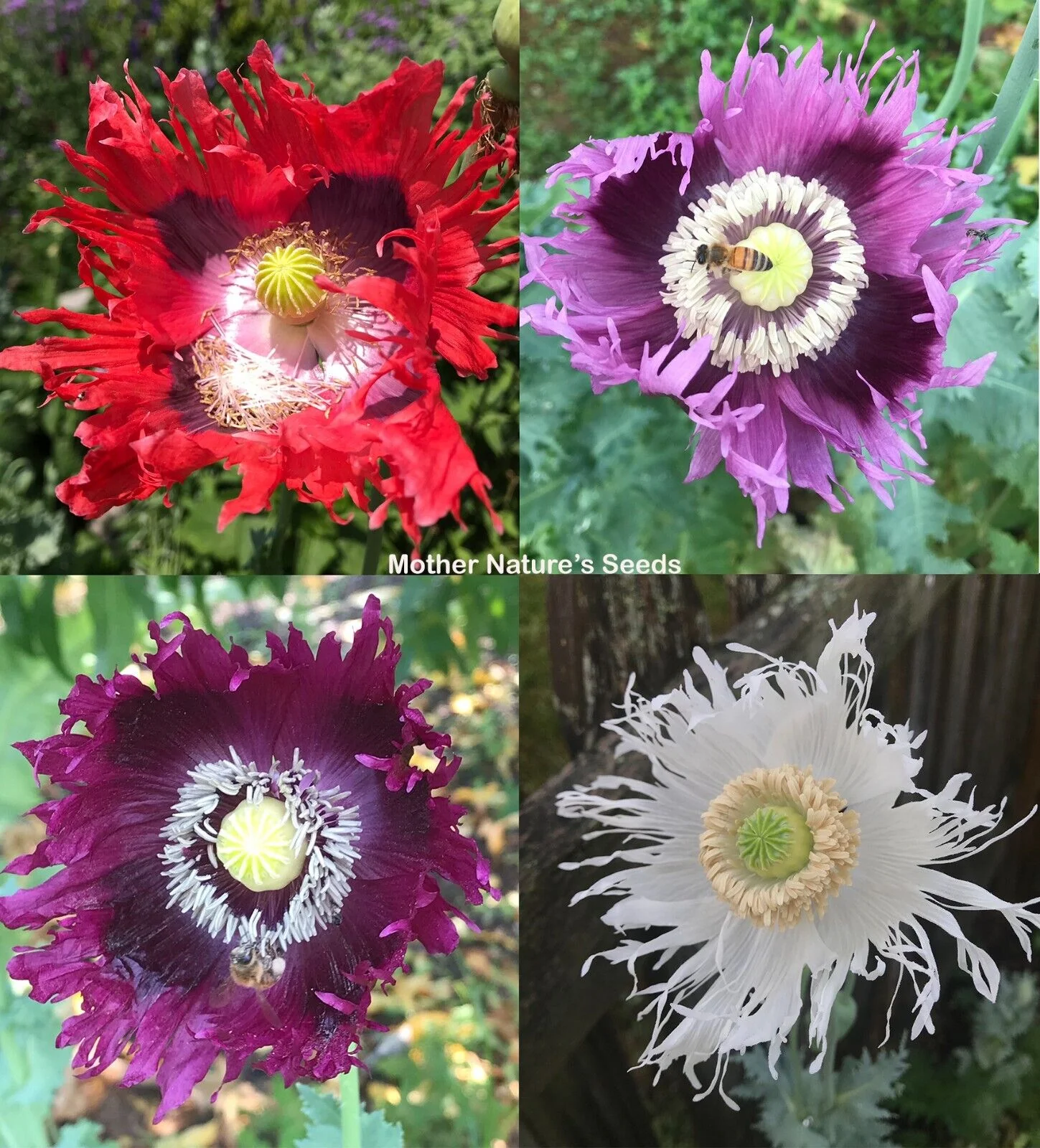 Poppy JIMI'S FLAG MIX 500 Seeds