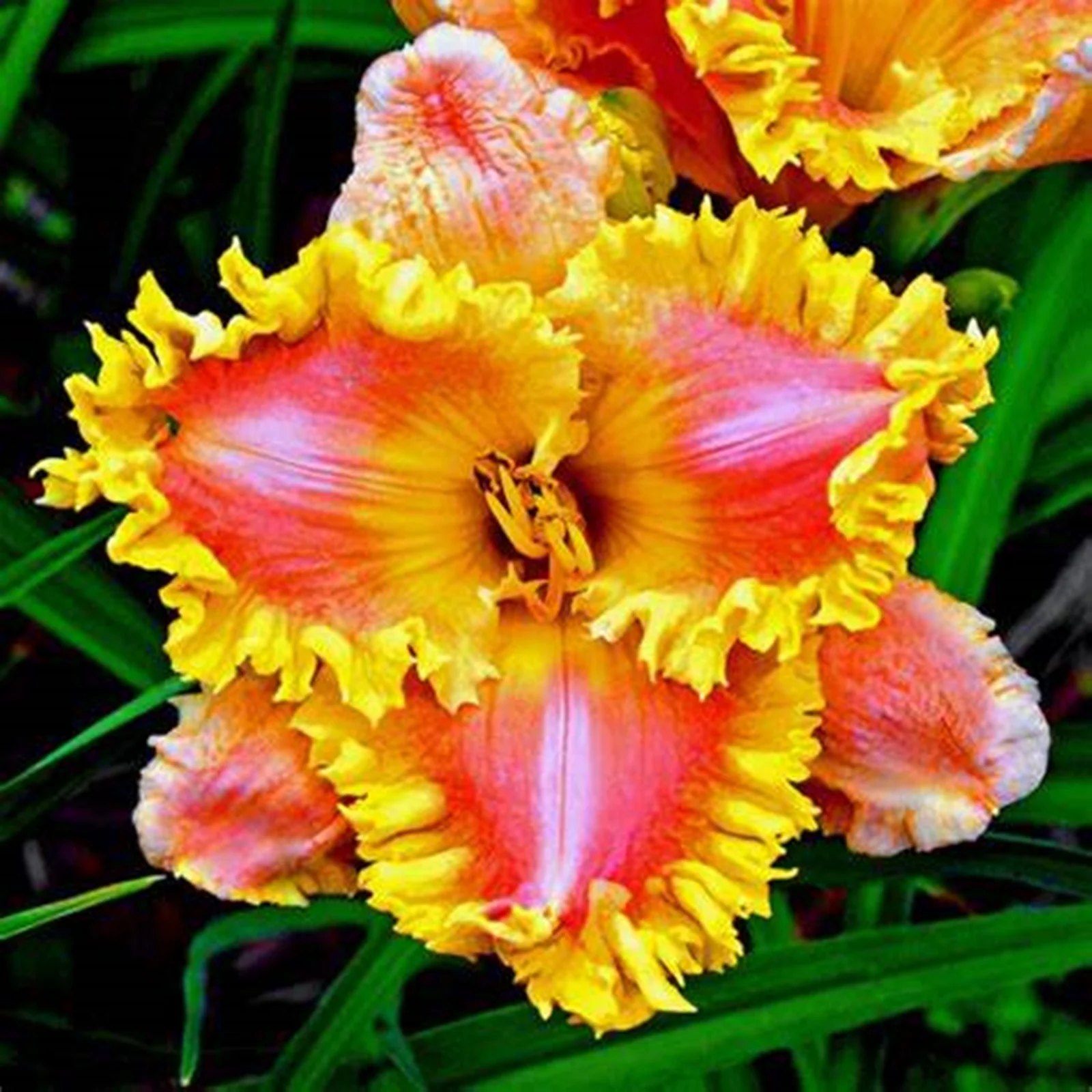 Daylily Bulbs, Wild Daylilies, Vigorous Vitality, Flower Pots，Perennial Bulb Plants Seasonal Flowers, Gardens, Daylily Roots，Daylily Plant ，Daylilies Bulbs For Sale