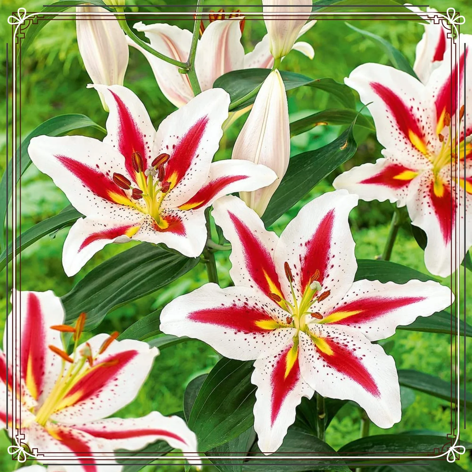 Lily Bulbs Bulk Tiger Lily Bulbs Lily Bulbs Lily Bulbs For Sale Lilies Bulbs Stargazer Lily Bulbs Garden Flowers Cut Flowers