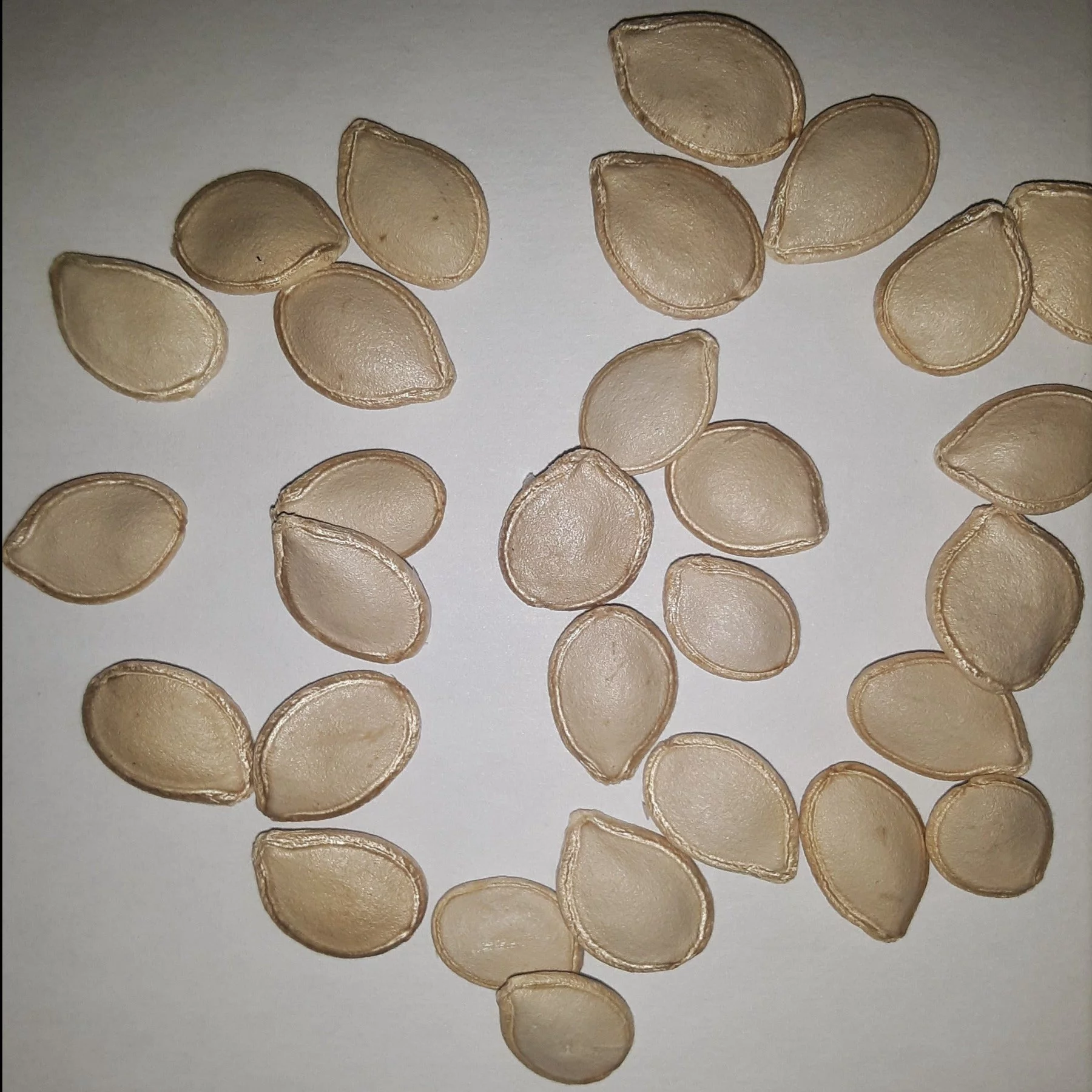 PAPAW'S GARDEN SUPPLY LLC. HELPING THE NEXT GENERATION GROW! Delicata Bush Winter Squash 20 Seeds