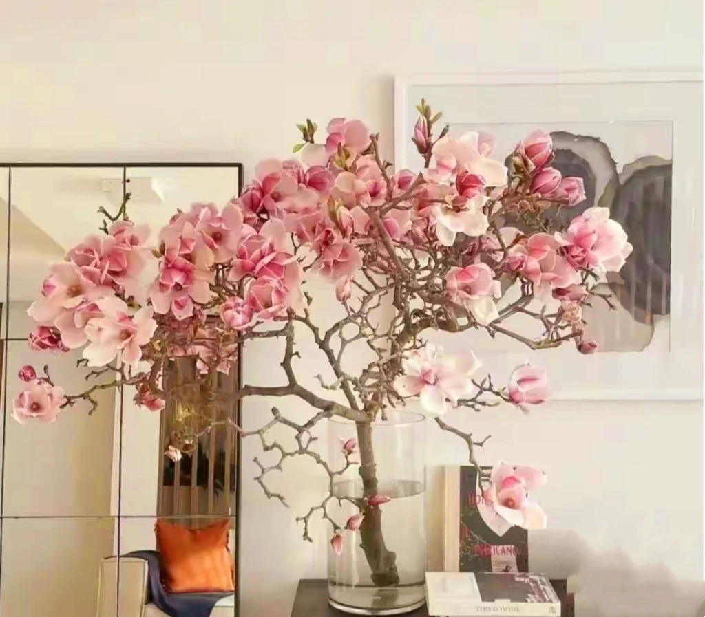 20 Magnolia Tree Seeds Saucer Mix Pink/White Flowers Chinese Magnolia