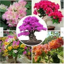 100 Mix Color Bougainvillea Flower Seeds