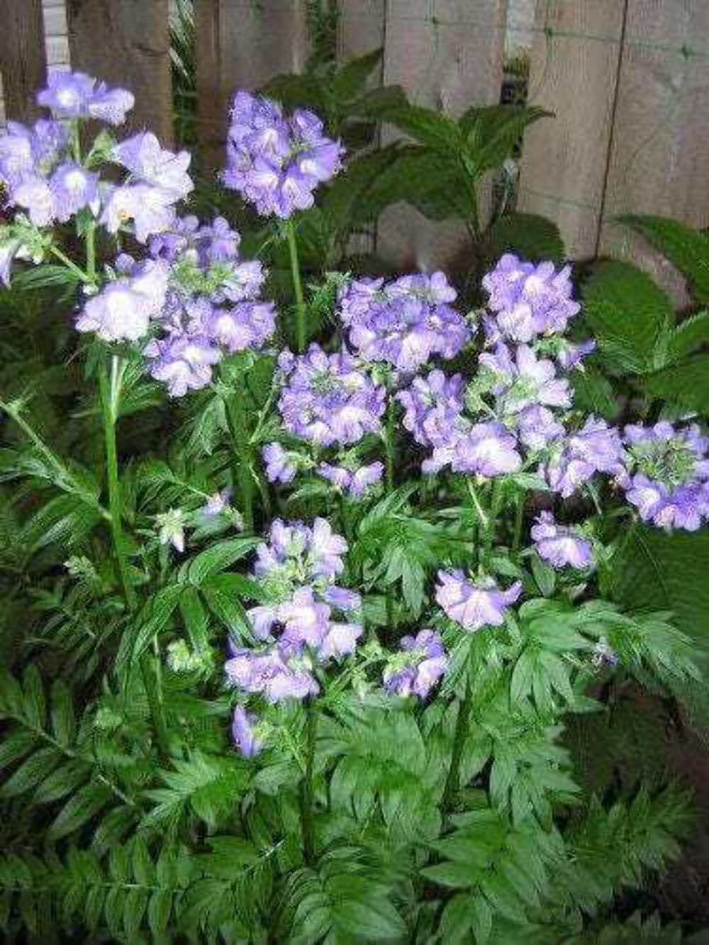 100 BLUE PEARL POLEMONIUM ( Jacobs Ladder ) Polemonium Caeruleum Flower Seeds