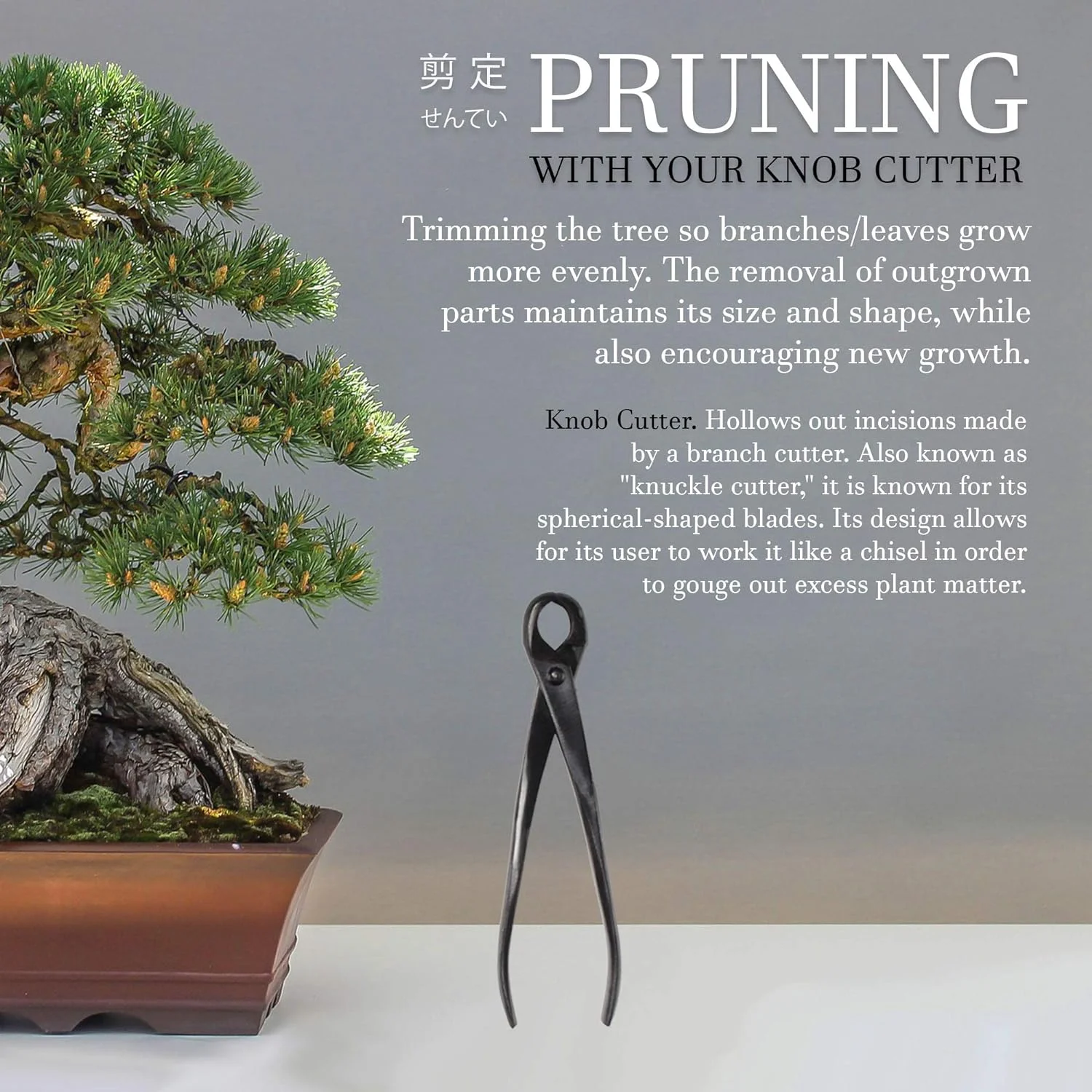 Bonsai Basics Set - 8