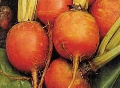 Beet Golden Detroit Great Heirloom Vegetable 100 Seeds