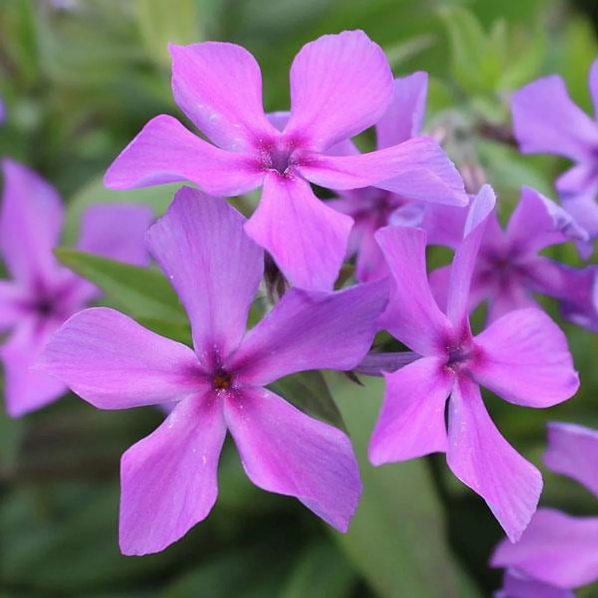 Better Homes & Gardens 2.5QT Purple Phlox Live Plants with Grower Pot