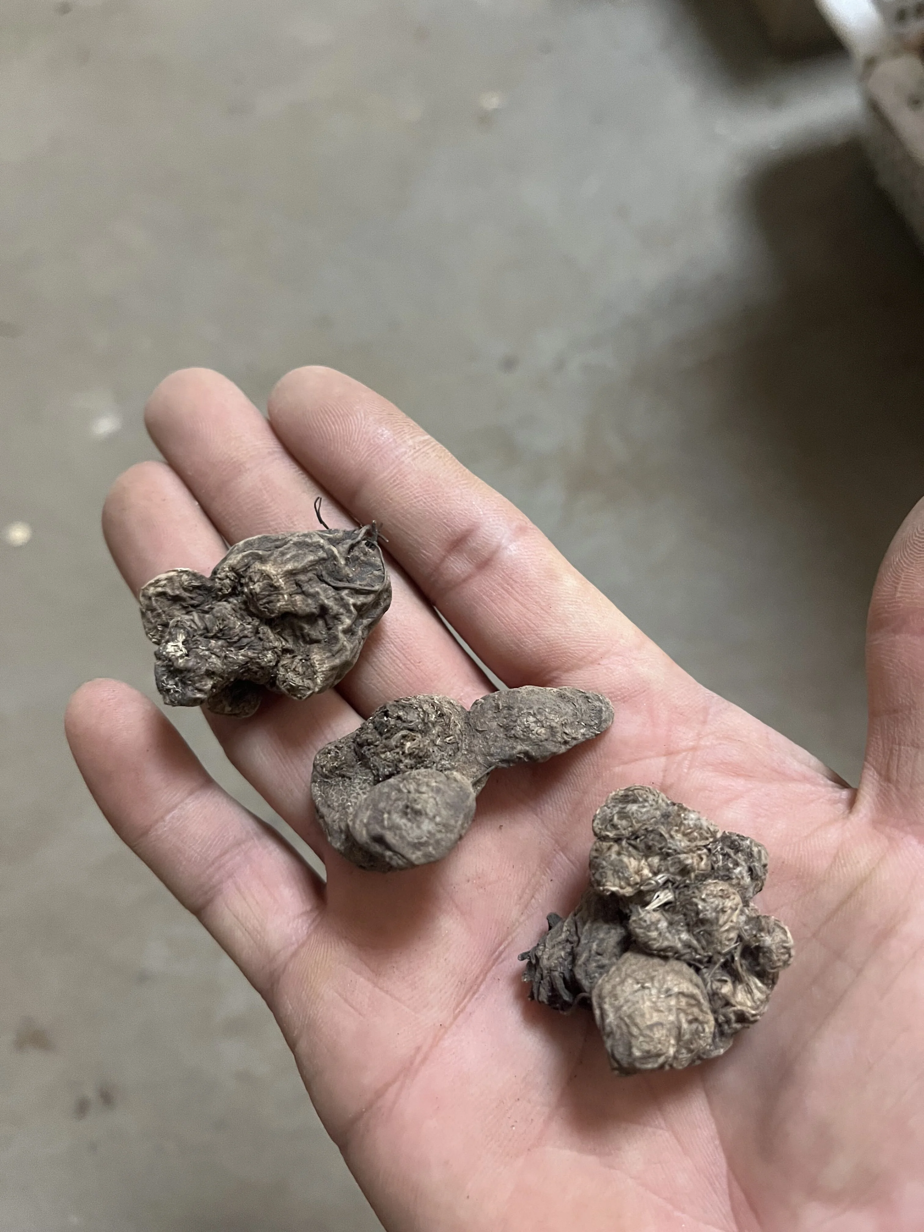 Anemone Bulbs, Flowers For All Seasons,  Garden Bulbs, Perennials,Many Flowers,Interior DecorationAnemone Bulbs For Sale