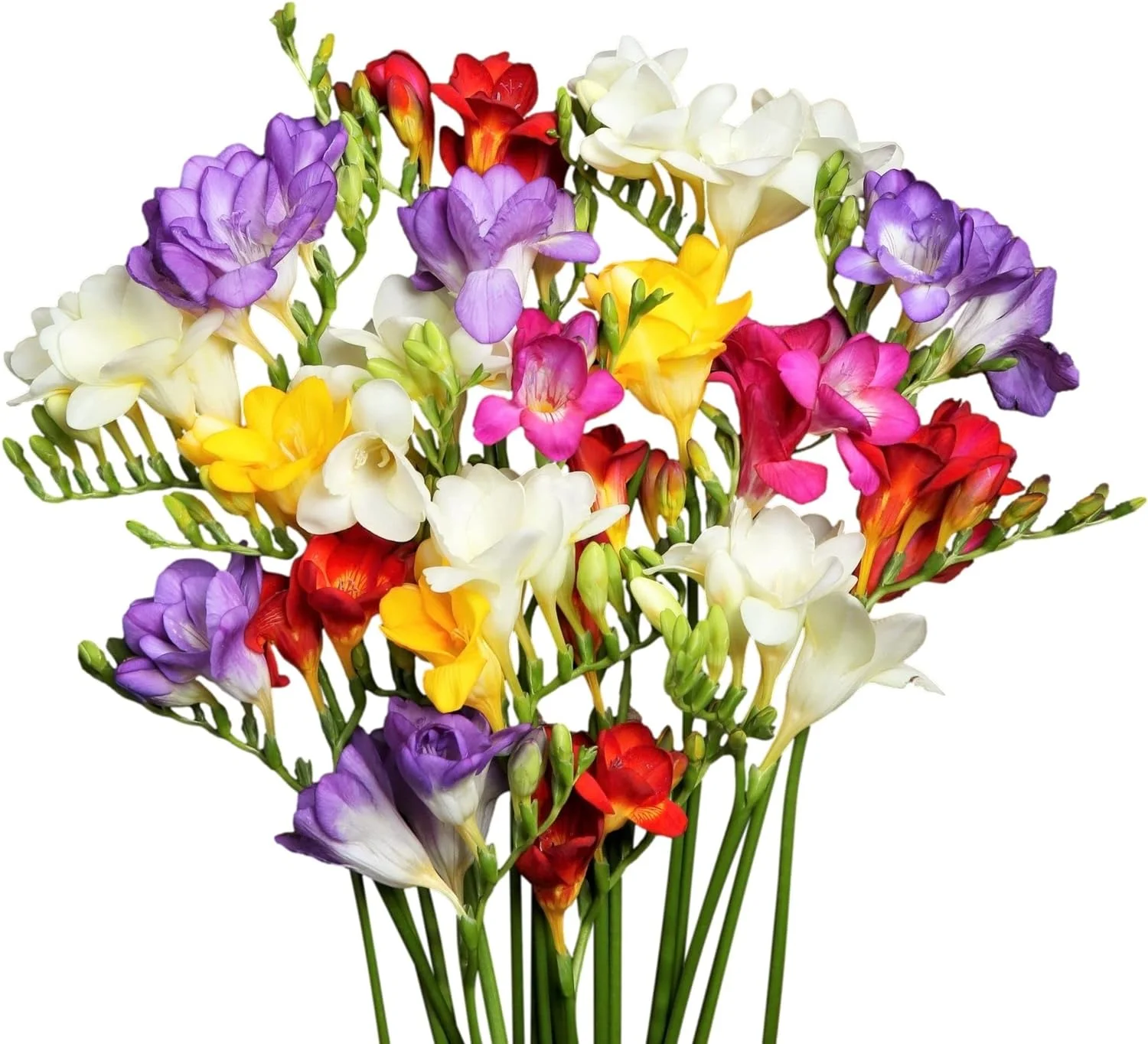 Freesia 'Double White' (15 Pack) Plant Bulbs for Gardening - Fragrant White Freesia, Professional Growers from GeSHOP