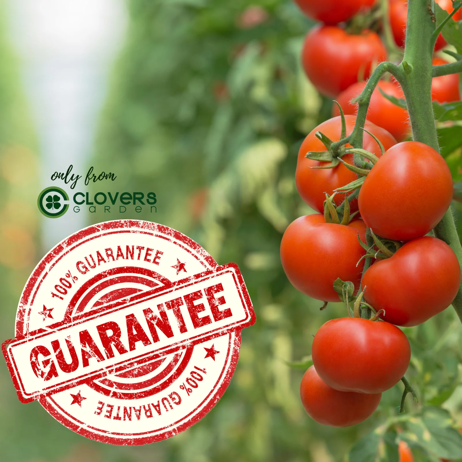 Black Prince Tomato Plants | Two Live Garden Plants | Non-GMO, Heirloom, Indeterminate