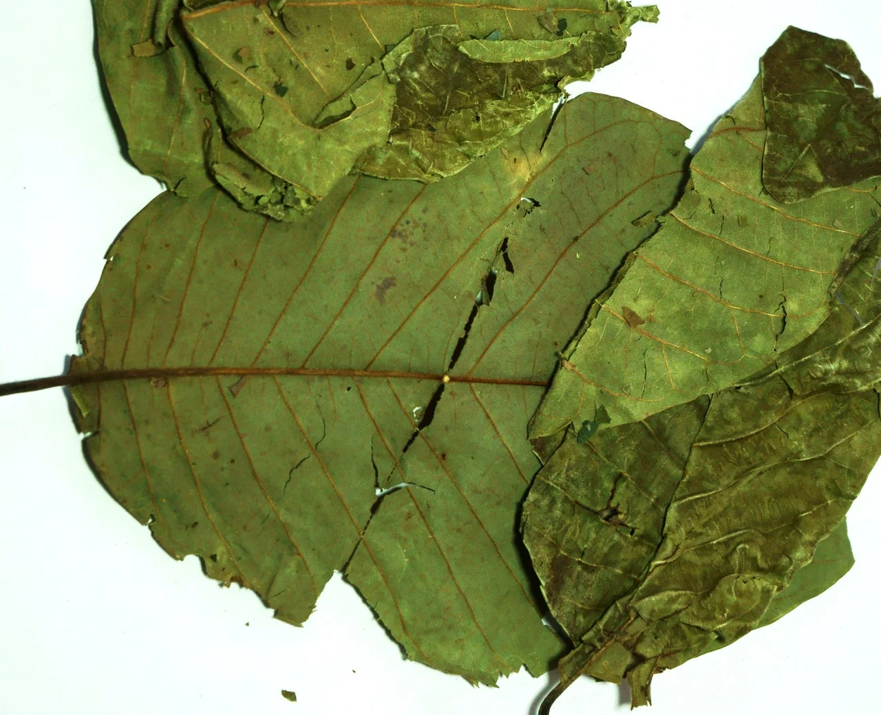 Graviola Soursop Whole Leaves