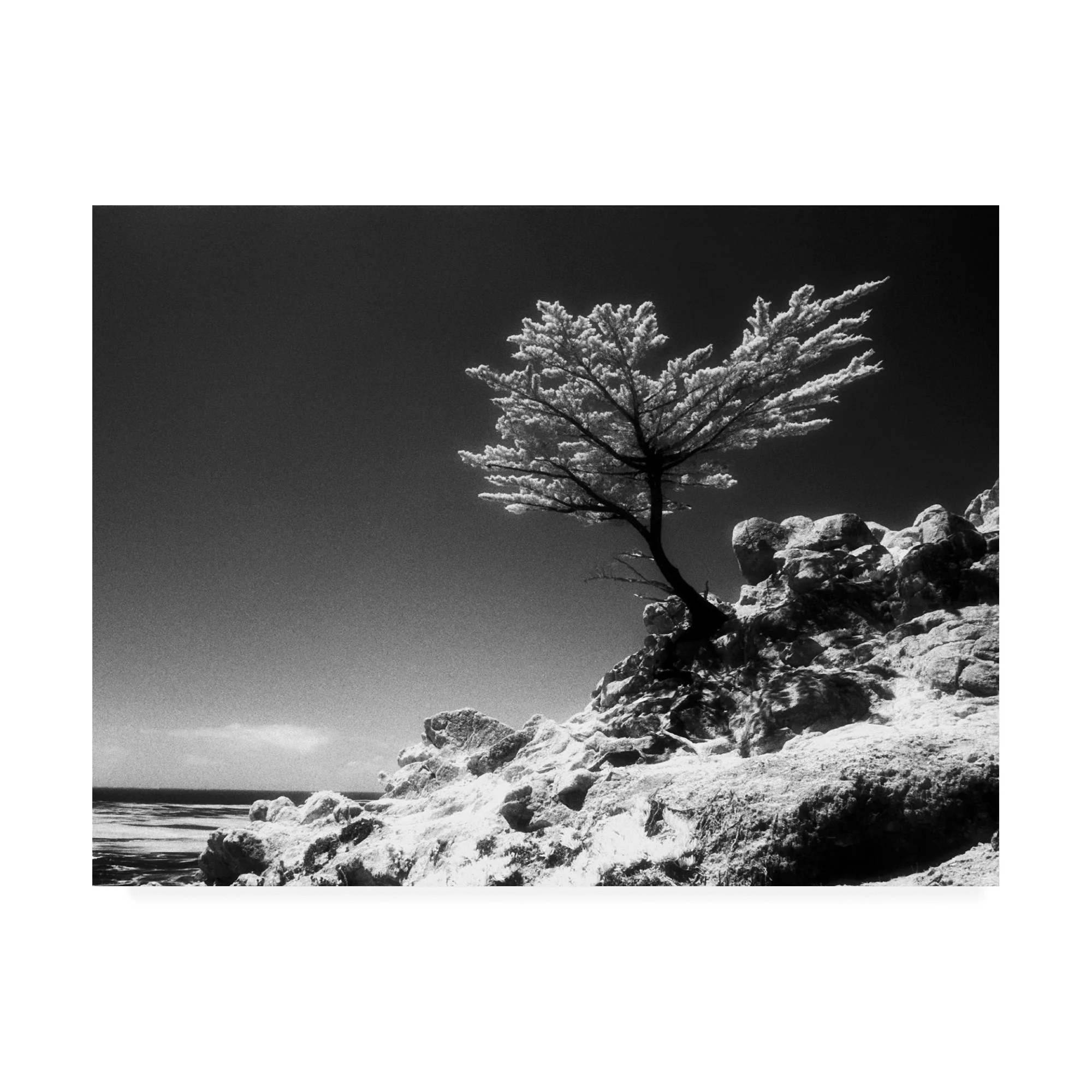 Trademark Fine Art 'Lone Cypress Monterey California' Canvas Art by Monte Nagler