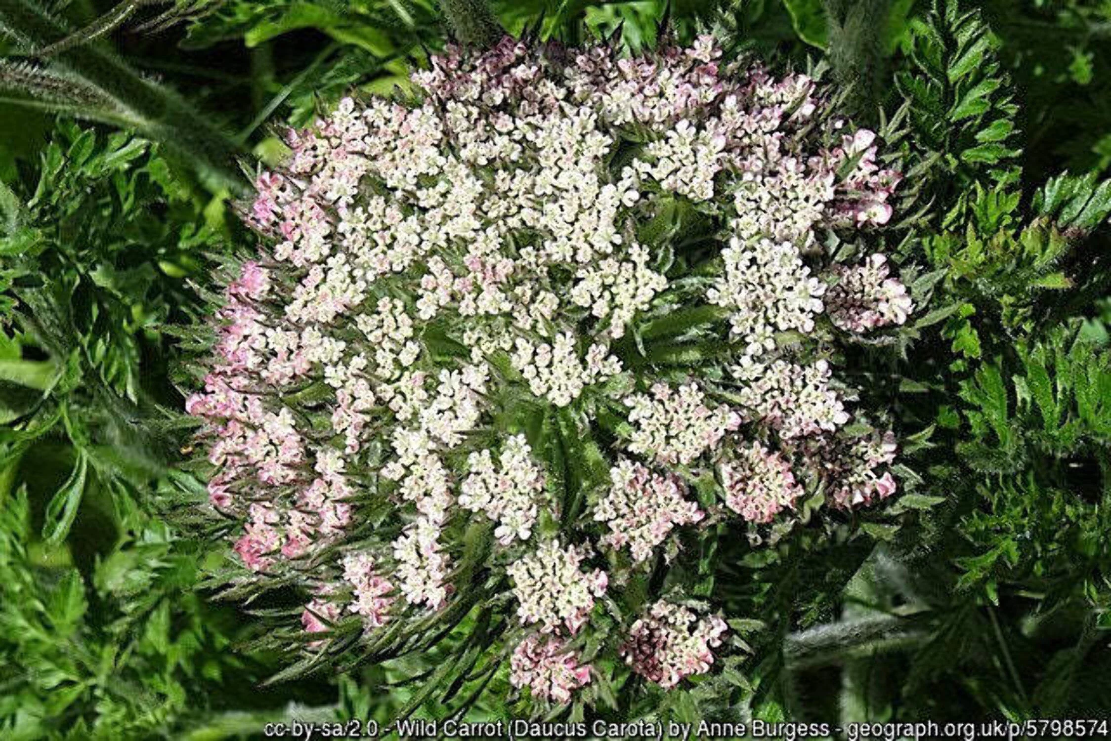 300 BLACK NEBULA CARROT Daucus Carota Root Vegetable Seeds