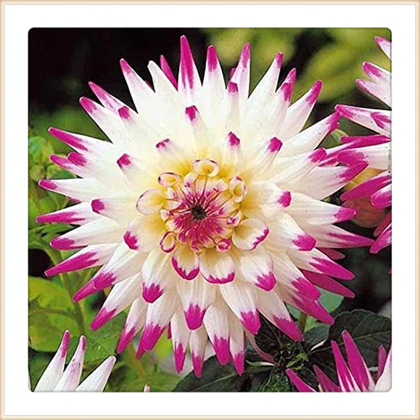 Garden dahlia bulbs for planting dahlia plants bulbs dahlia plants for sale dahlia bulbs bulk