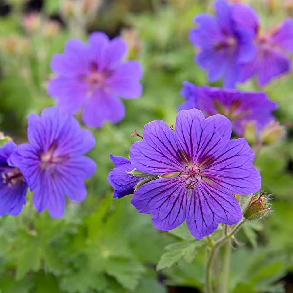 Hardy Geranium Seeds Cranesbill Attractive Foliage, Colorful Flowers Low-Maintenance Attractive to Pollinators for Border, Ground Covers, Rock Garden Specimens 100Pcs by YEGAOL Garden