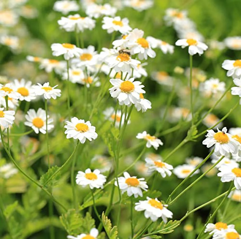 Pyrethrum Daisy 50 Seeds (Chrysanthemum - Tanacetum cinerariifolium) Heirloom - Open Pollinated - Non-GMO - Untreated Seed