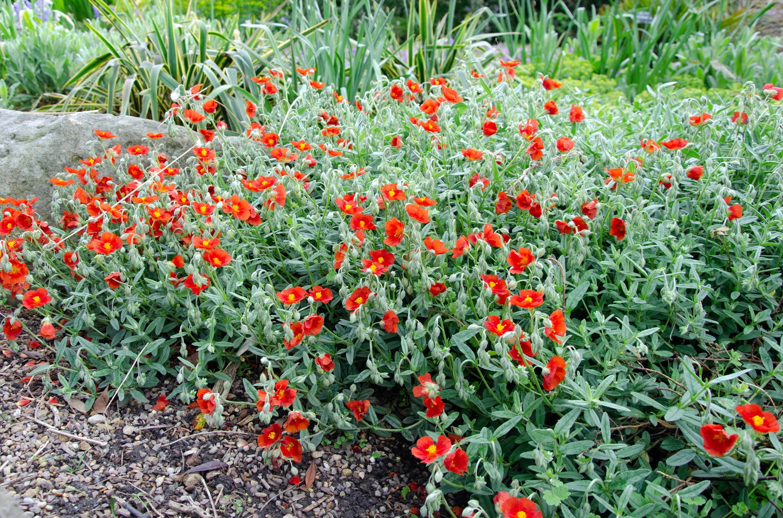 20 SCARLET GLOBEMALLOW Sphaeralcea Coccinea Cowboy's Delight Native Red Prairie Mallow Flower Seeds