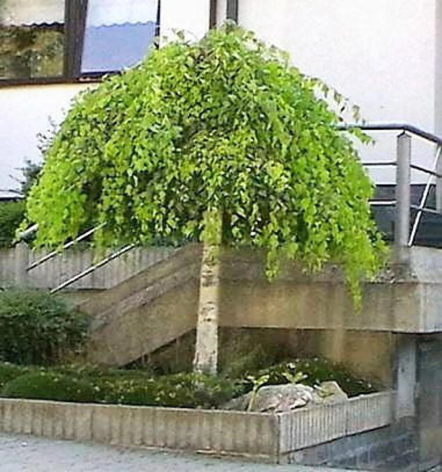 50 SILVER WEEPING BIRCH Tree White European Betula Pendula Alba Seeds