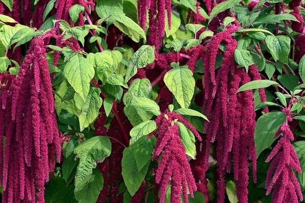50+ AMARANTHUS MAGENTA DREAD LOCKS / aka PURPLE LOVE LIES BLEEDING FLOWER SEEDS