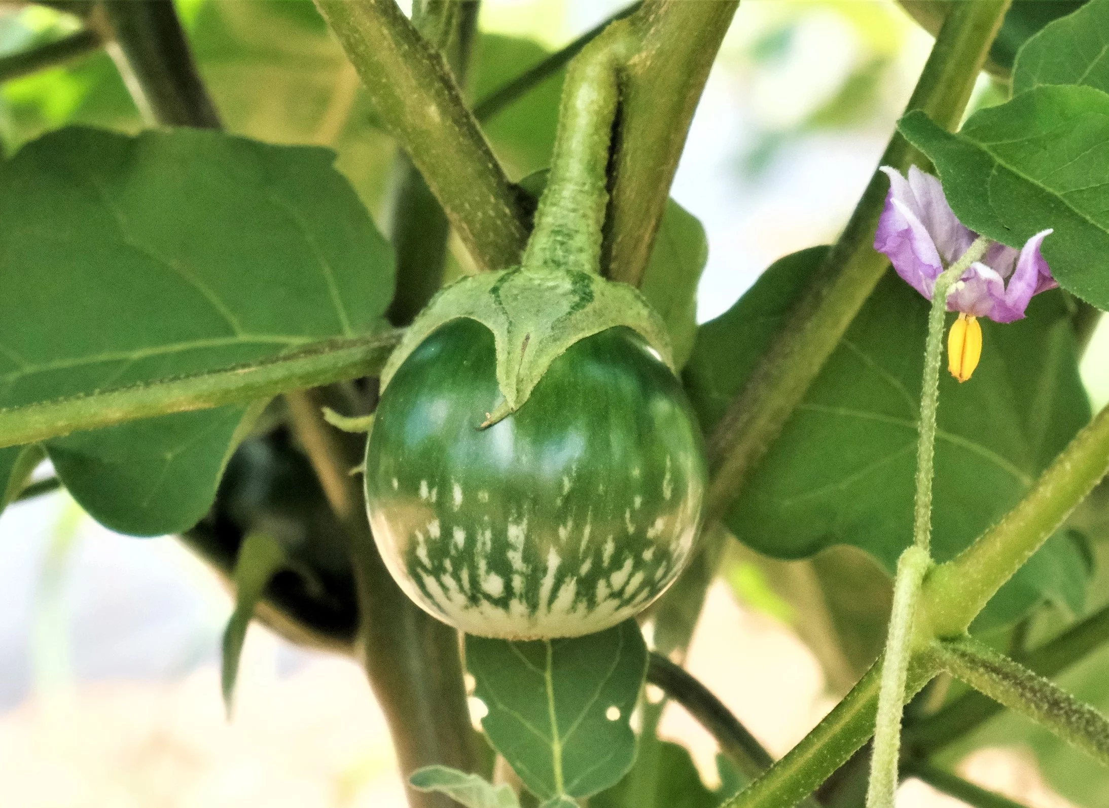 TomorrowSeeds - Petch Siam Thai Eggplant Seeds - 200+ Count Packet - Small Green Brinjal Baby Round Egg Aubergine Eggplants USA Garden Vegetable Seed For 2024