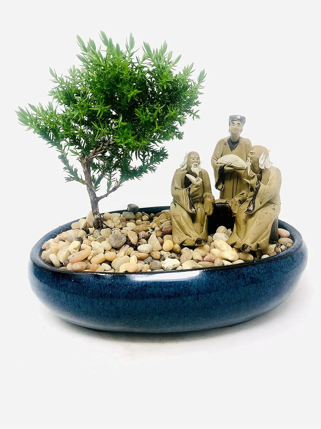 Full Sun/Partial Shade Juniper Bonsai Tree (8.5x5.5'' Ceramic Included)