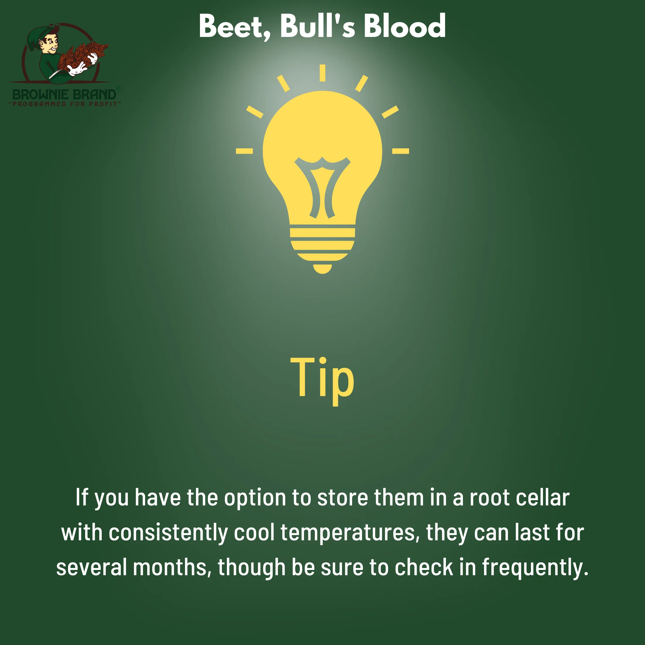 Browning Seed Beet Bull's Blood, Packet