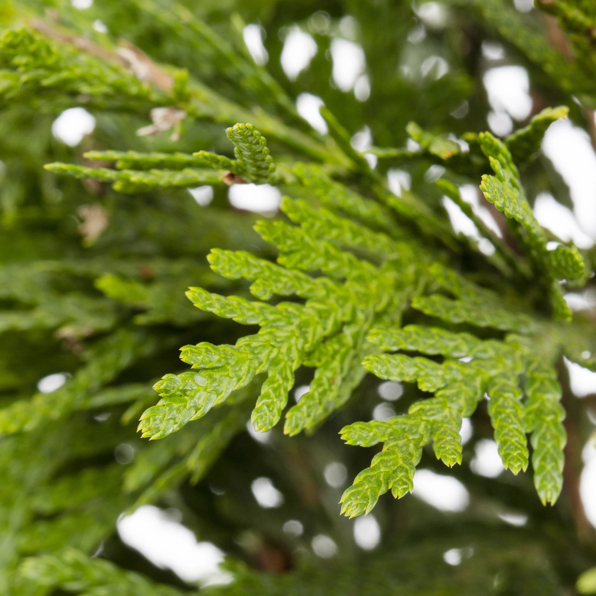 Expert Gardener Azalea 2.5QT Multicolor Flowering Shrub Part Sun