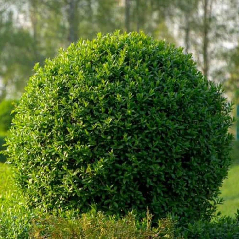 CHUXAY GARDEN 100 Seeds Ligustrum Vulgare Seed,Common Privet,Wild Privet, Prim,European Privet Grows in Garden and Pots Ground Cover