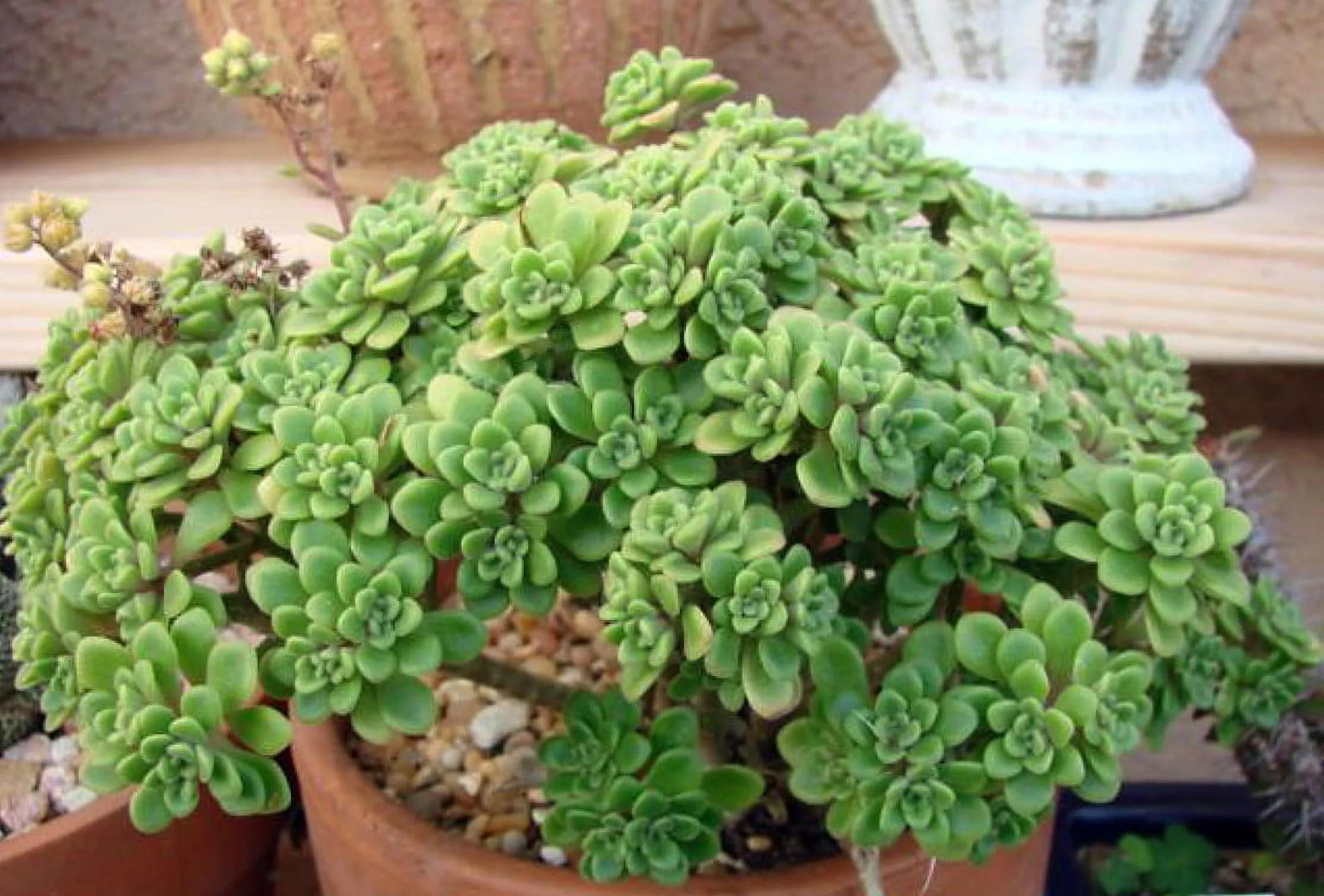 Irish Bouquet Succulent -Aeonium lindleyi var viscatum 'Irish Bouquet'- 3.7