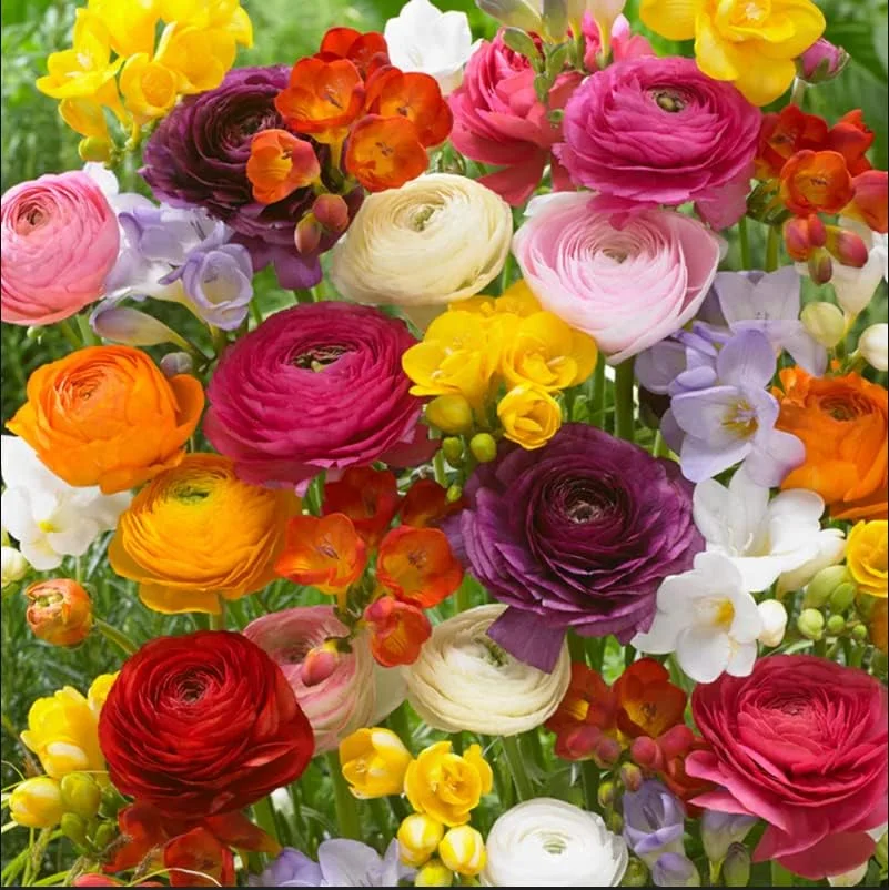 Grand Freesia & Ranunculus Flower Bulbs - Set of 22 Ranunculus & Freesia Flower Bulb Mix