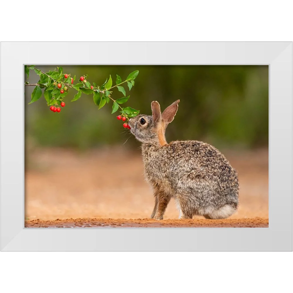 Ditto, Larry 14x11 White Modern Wood Framed Museum Art Print Titled - Eastern Cottontail-Sylvilagus floridanus-feeding