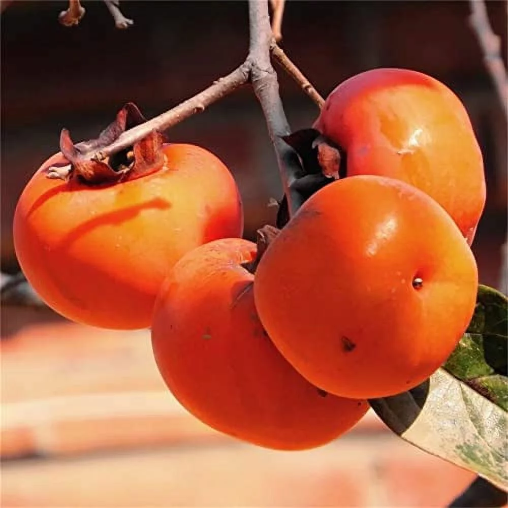 Natural Fruit Seeds Persimmon Fruit Seeds 10Pcs Persimmon Seeds