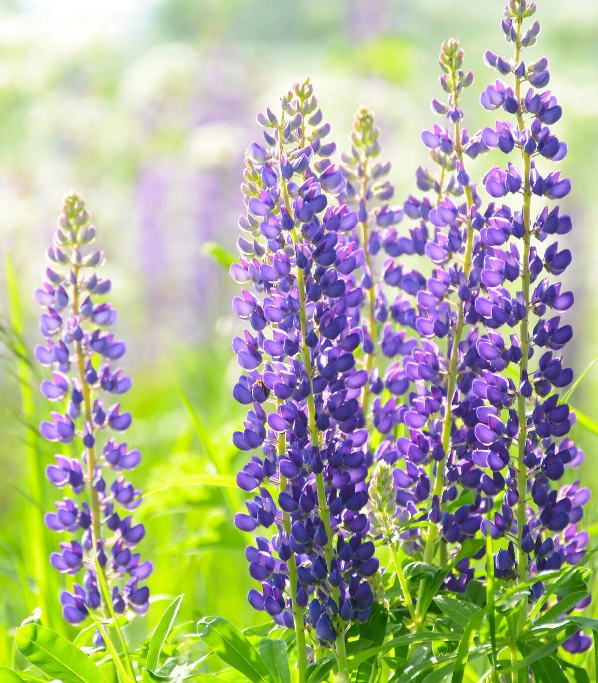 Lupinus perennis | Wild Lupine | Sundial Lupine | 50_Seeds