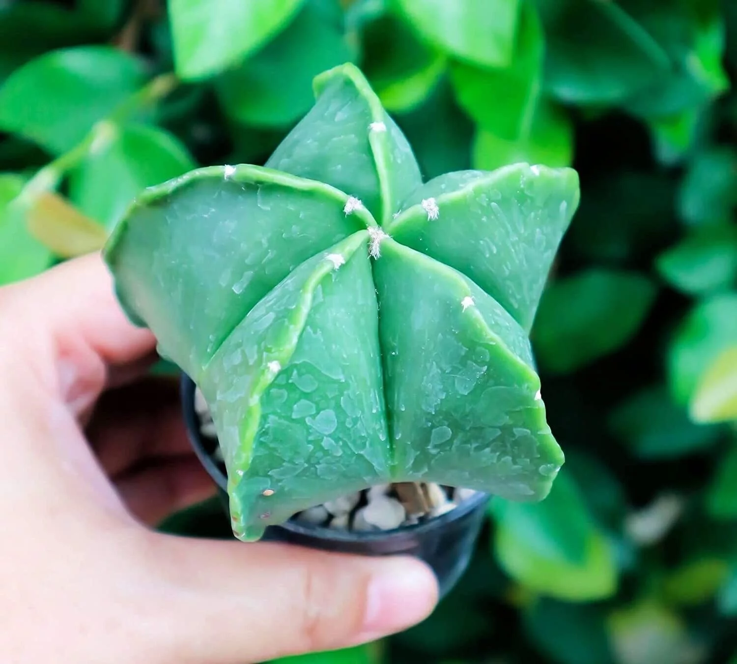 15 Green Star Cactus Seeds for Planting Astrophytum myriostigma