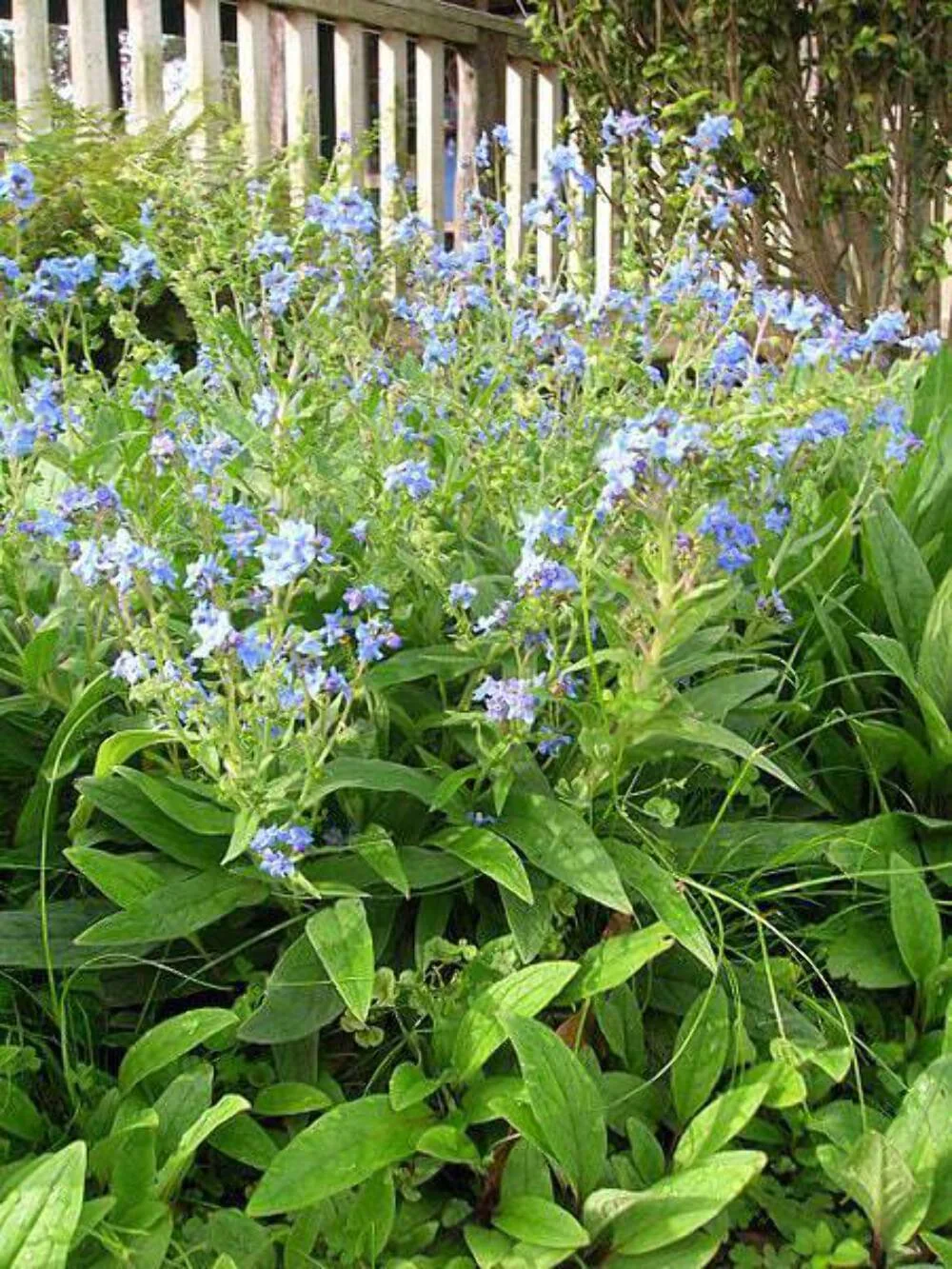 500 Blue Chinese FORGET ME NOT (Hounds Tongue) Cynoglossum Amabile Flower Seeds
