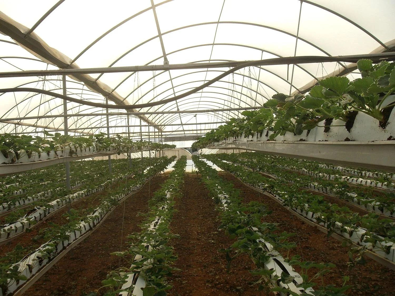 Greenhouse Film Clear 6 Mil, 4 Year, Polyethylene Plastic, 24Ft X 50Ft