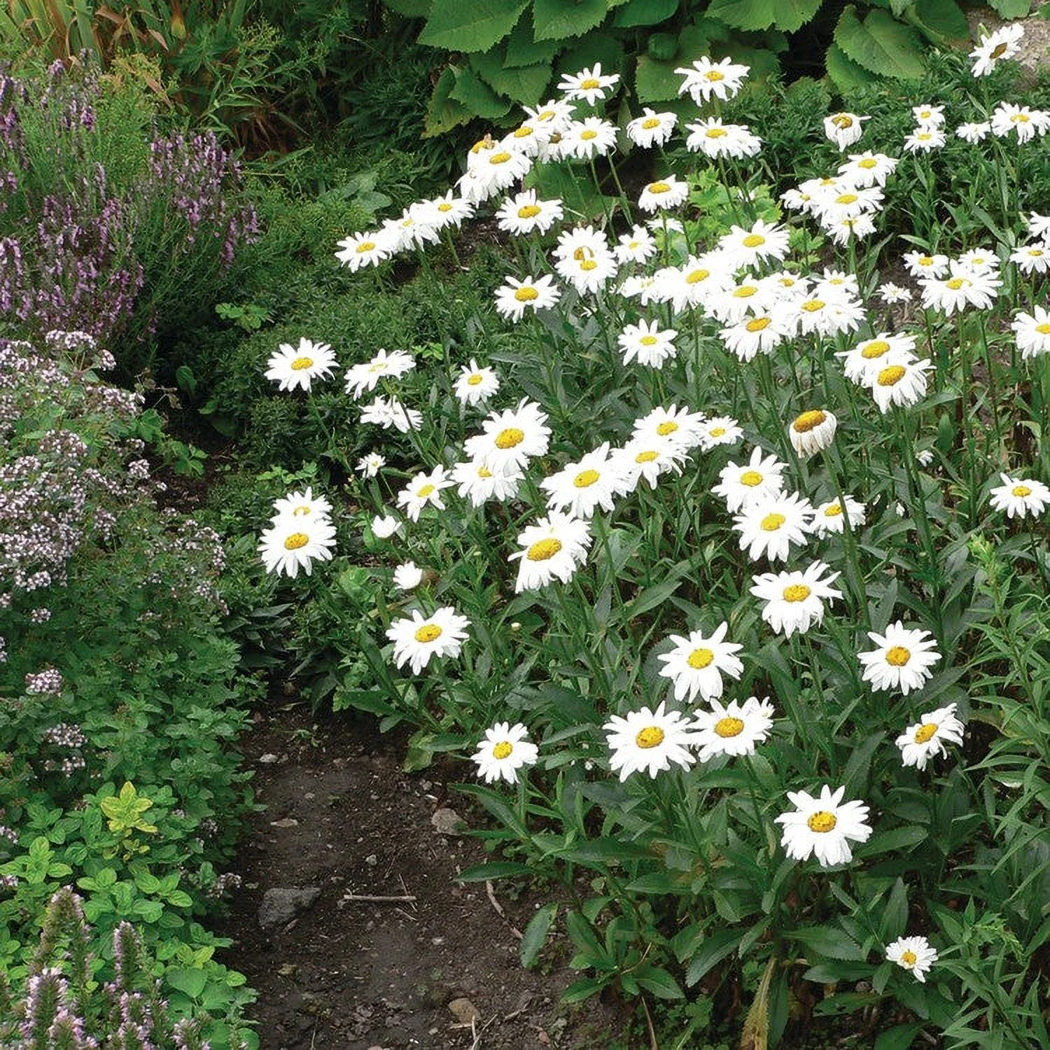 Daisy Seeds (Shasta) - Silver Princess - Packet - White Flower Seeds,   Attracts Bees, Attracts Butterflies, Attracts Pollinators, Easy to Grow & Maintain, Extended Bloom Time, Fast Growing