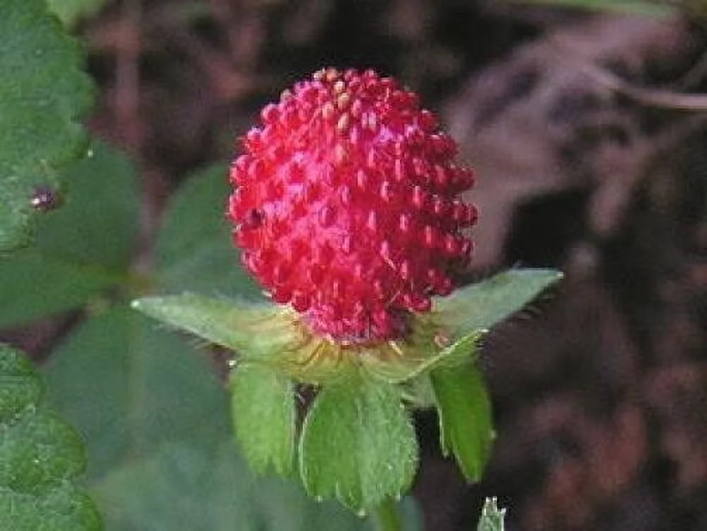 50 Indian TUTTIFRUTTI STRAWBERRY Duchesnea Indica Flower Berry Seeds *Comb S/H
