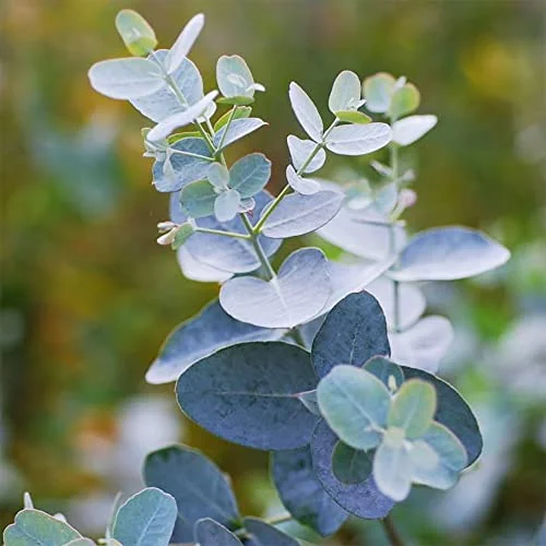 QAUZUY GARDEN 2500 Eucalyptus Silver Dollar Tree Seeds for Planting | Fragrant Flower Attract Pollinators Perennial Garden Tree Striking Accent Privacy Screen