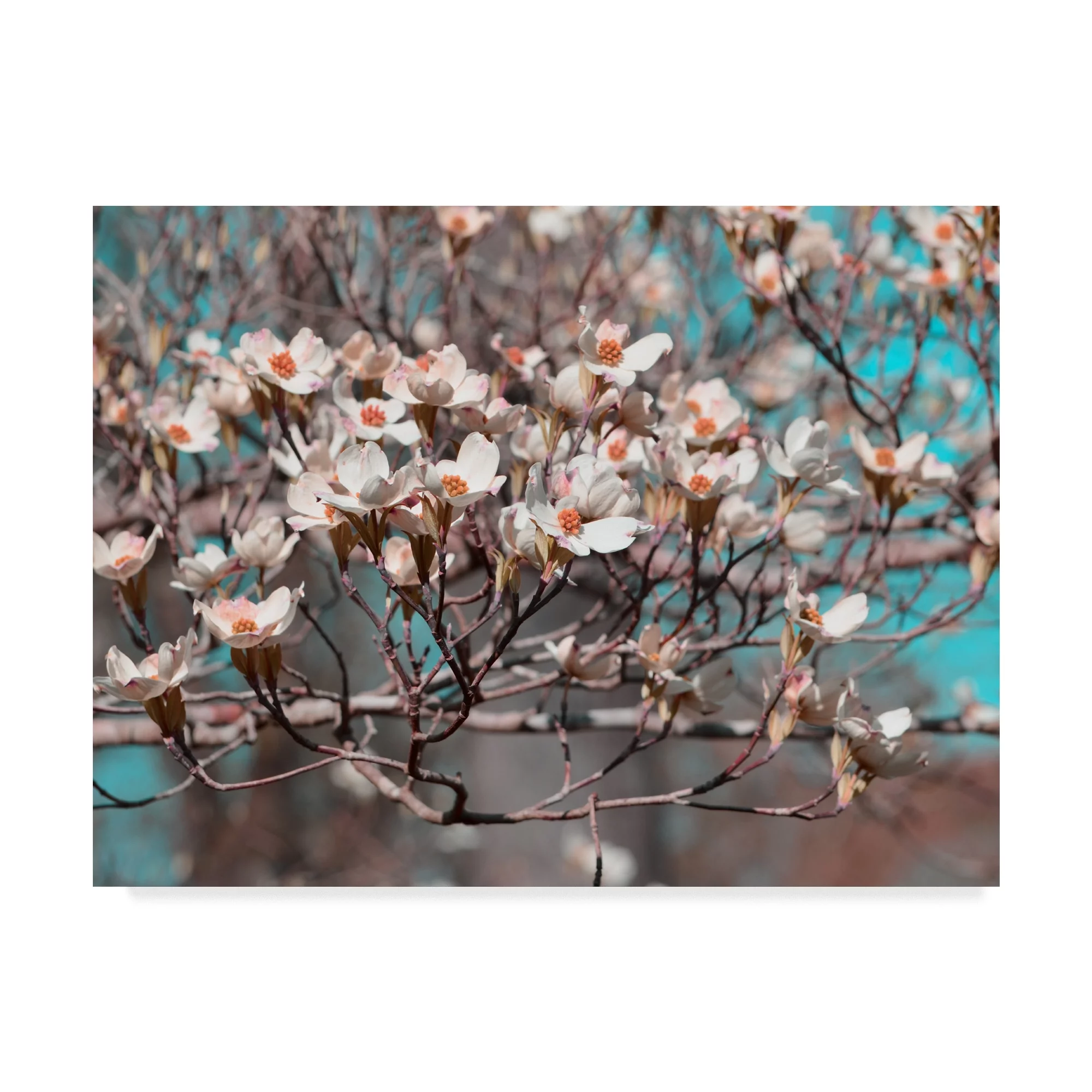 Dogwood Spring II' Canvas Art by Sharon Chandler