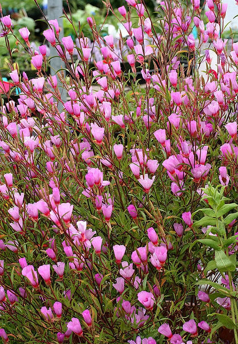 500 Pink FAREWELL TO SPRING Clarkia Elegans 2 Tone Striped Flower Seeds *Flat SH
