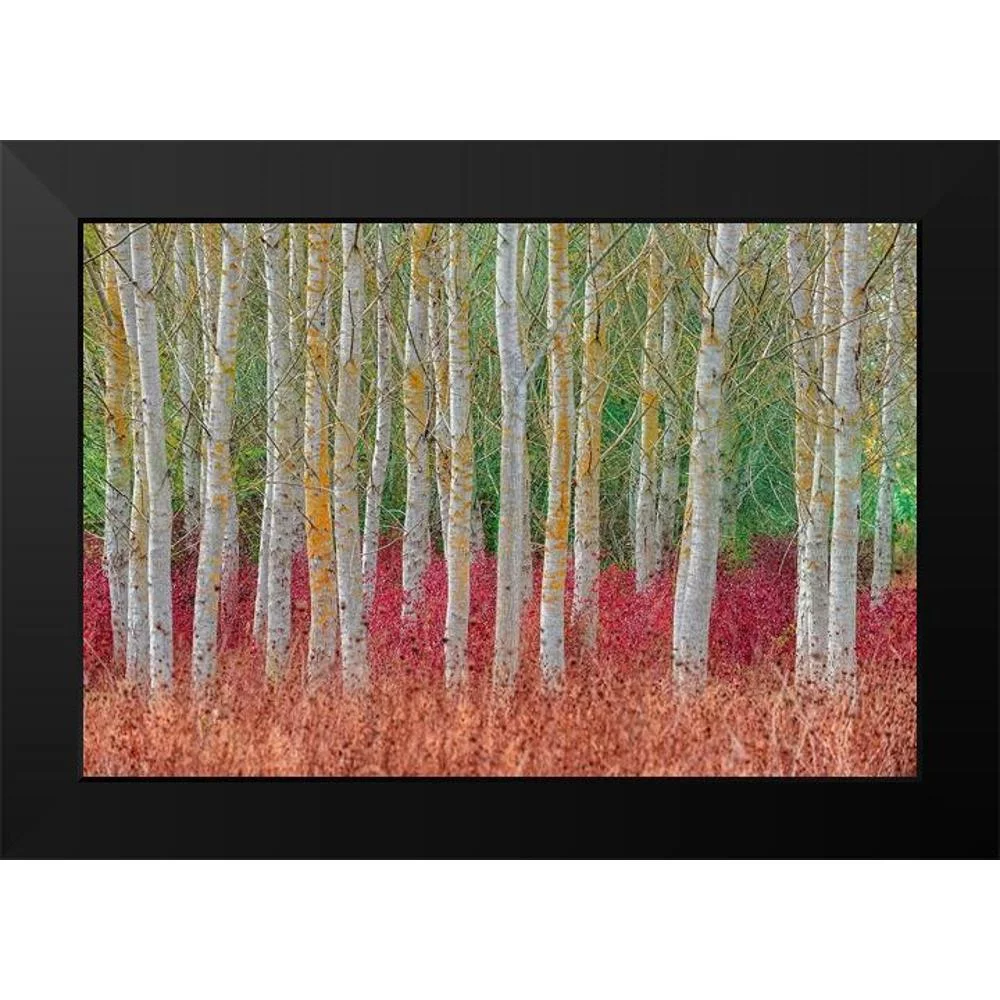 Kravanja, Jure 14x11 Black Modern Framed Museum Art Print Titled - Birch forest