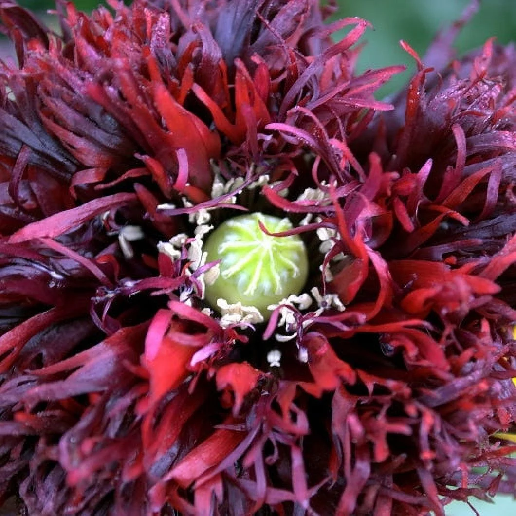 Poppy Seeds - Black Swan - Packet - Purple Flower Seeds,  Open Pollinated Seed  Attracts Bees, Attracts Butterflies, Attracts Pollinators, Easy to Grow & Maintain, Container Garden