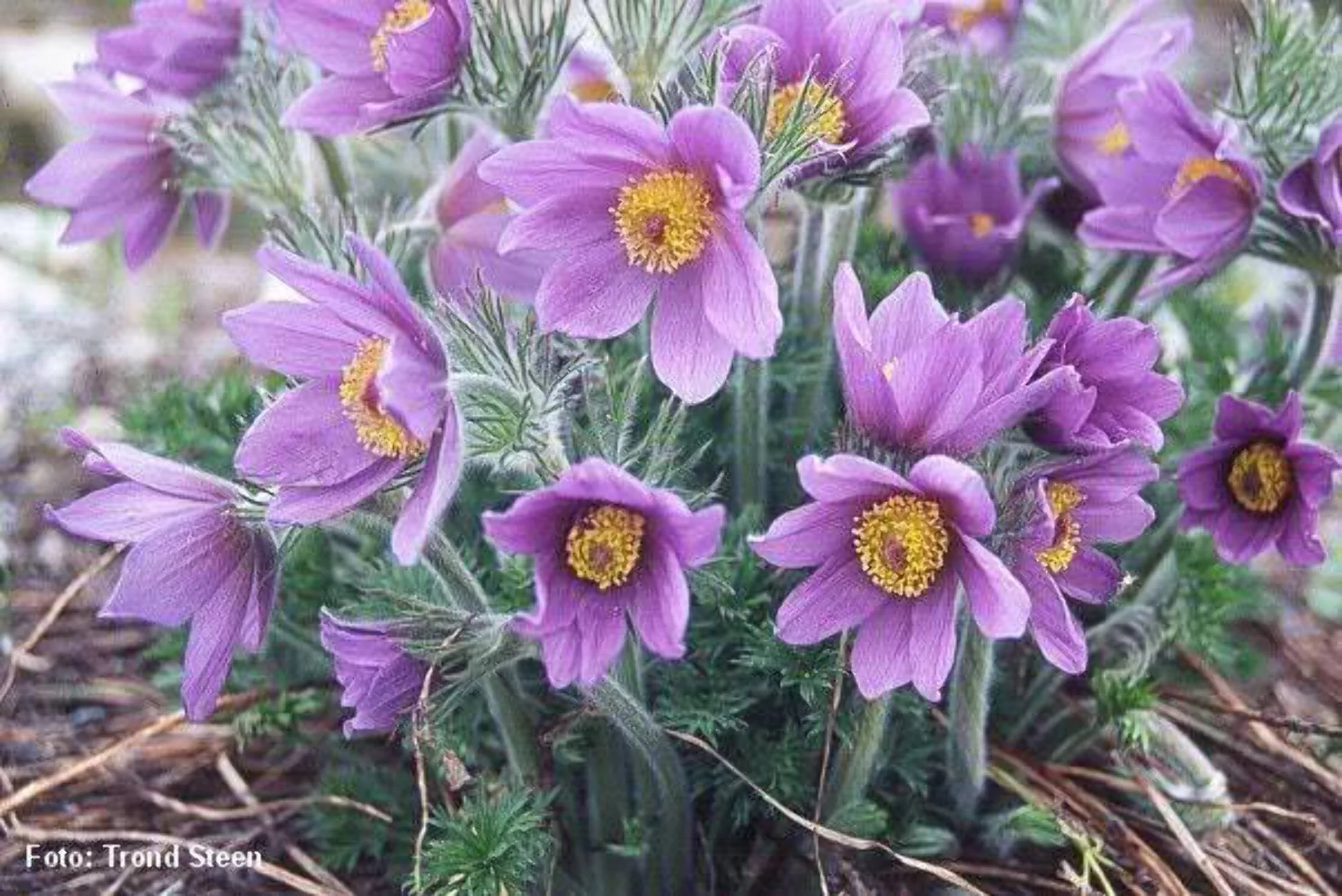25 VIOLET ANEMONE Pulsatilla Vulgaris Purple PASQUE Flower Seeds