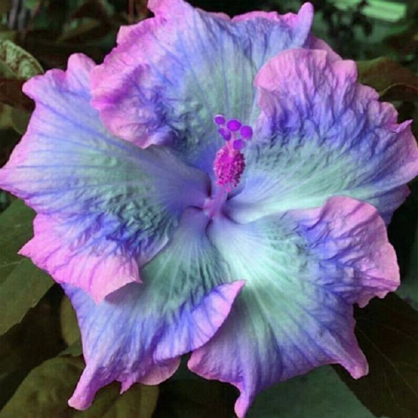 Hibiscus Bulb, Large  Flowers,Giant Hibiscus,Hibiscus Plants,Four-Season Plants,  Beautiful,Delicate Flowers,  Hibiscus,Hibiscus Bulbs For Sale