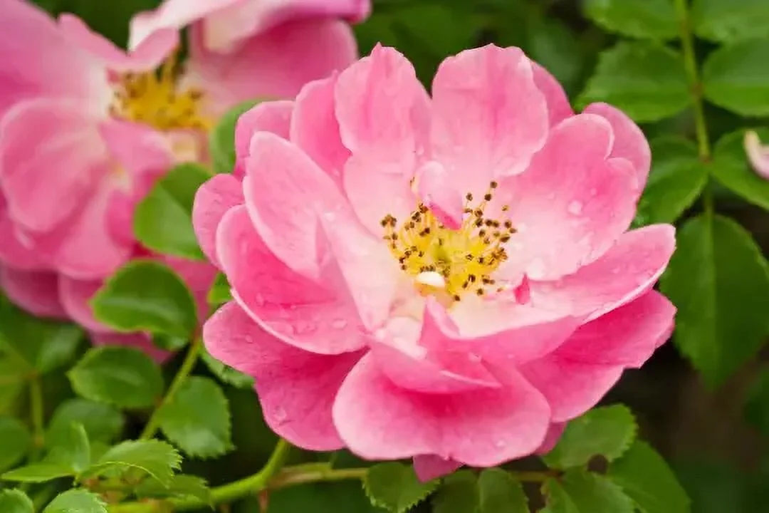 20 Perennial Early wild rose seeds zone 3-9 *06