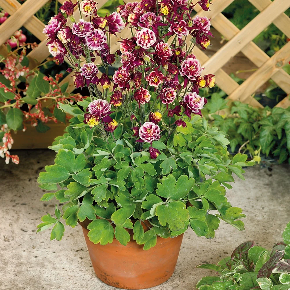 Aquilegia Vulgaris Winky Double Red White Garden Flower Plant Seeds - 20 Seeds